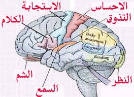 دماغ الأنسان لا يشيخ معه 