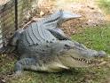 Crocodile, of wildlife Fish - Fishing - Aquarium Fish