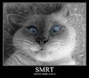 I am so SMRT | Flickr - Photo Sharing!