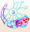 Blood brain barrier - definition of Blood brain barrier in the ...