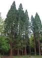Sequoiadendron - Wikipedia, the free encyclopedia