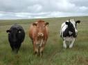 Farm Policy | Community Farm Alliance