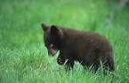 The Wilderness Classroom » Black Bears
