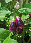 File:<b>Solanum melongena</b> 26 08