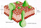 [schematic <b>membrane</b>]