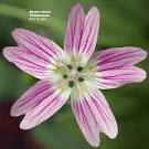 <b>Portulacaceae</b>