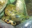 Eunectes murinus - Wikipedia, the free encyclopedia
