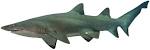 Grey nurse shark (Department of Environment and Resource Management)