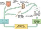 homeostasis-calcium.html 45_11CalciumHomeostasis_L.