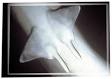 SHARKS &amp; RAYS - Reproduction