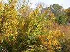<b>Hamamelis</b> vernalis