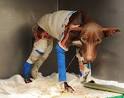 Society For The Prevention Of Cruelty To Animals | Pajamadeen.