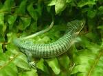 File:Arboreal Alligator Lizard Abronia graminea 2900px.jpg ...
