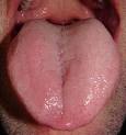 <b>Lengua</b>