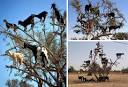 why goats climb