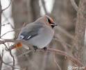 The cedar waxwing - Those Amazing Birds