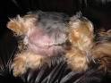 http://www.dogbreedinfo.com/images17/WhelpingYorkshireTerrierDam63Day.JPG
