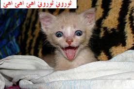 صور ...تفطس ..ضحك images?q=tbn:ANd9GcT
