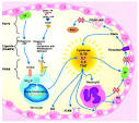 Immune &amp; Inflammatory Disease Research at CHOC Children's