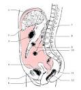 File:<b>Peritoneum</b>.svg