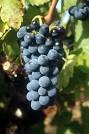 Organic wine from Ardeche – Wine from the south of France