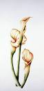 Arum Lily, 2001 
(w/c on paper) ...