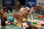 Distractify | 12 Reasons The PUPPY BOWL Is Better Than The Super Bowl