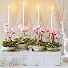 Creative indoor plants decors for Christmas & New Year