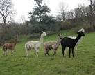 ST7770 : The alpaca family - via Daymix