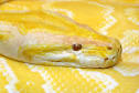 BURMESE PYTHON Care Sheet