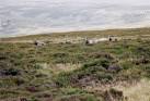 NT9127 : Feral goats on the NE - via Daymix
