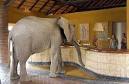 African Safari Pictures