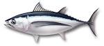 Sustainable Sushi » Shiromaguro