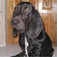 Basset Hound, Information and Pictures, Basset Hounds