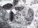 The Plant Cell