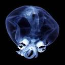 deep sea glass squid - tribe.