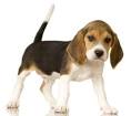 Dog Breed Encyclopedia: Beagle | DogVacay Official Blog