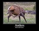 Antlers Picture