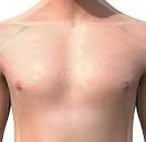 Chest Anatomy, Definition &amp; Diagram | Body Maps