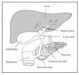Pancreatitis - National Digestive Diseases Information Clearinghouse