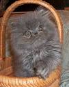 Blue Persian: CH N.Y. Mews Coat d'