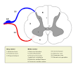 <b>Anterior horn</b> of spinal cord