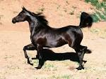Black Arabian Mare, Arabian Horse Wallpaper