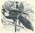 Birds of the World