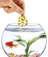 feeding fish