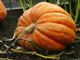 How to Grow GIANT Pumpkins