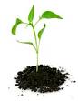 Ohio Medicinal Medicinal Plant Medicinal Herb Herb Plants Seeds ...
