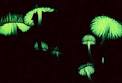 mushroom2.jpg