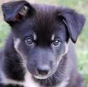 Icelandic Sheepdog Photo | Dog Family