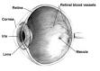 <b>Retina</b>